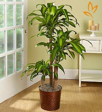 Thiết mộc lan là cây cảnh phong thủy phổ biến
