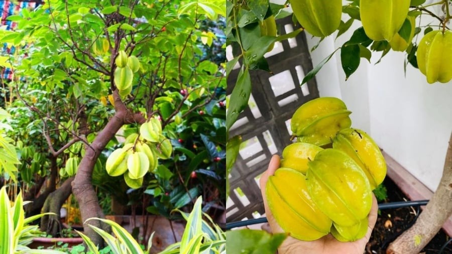 Khi trồng khế trong chậu, để cây sai quả, bạn cần có những bí quyết riêng.