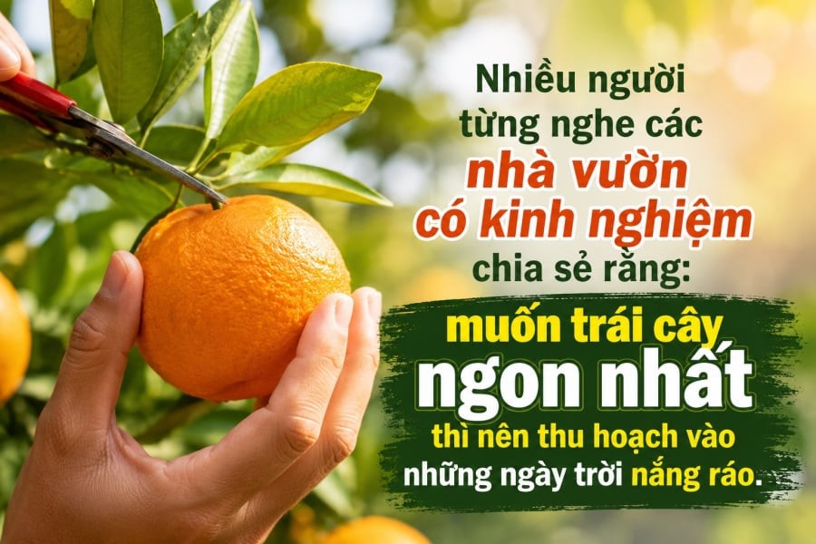 Nhiều người từng nghe các nhà vườn có kinh nghiệm chia sẻ rằng: muốn trái cây ngon nhất thì nên thu hoạch vào những ngày trời nắng ráo. 