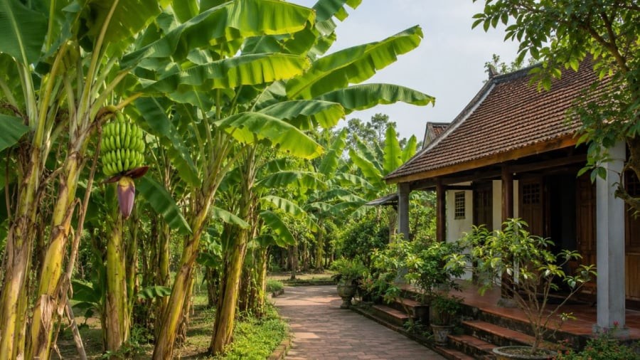 Chuối là cây phổ biến nhưng chú ý vị trí trồng