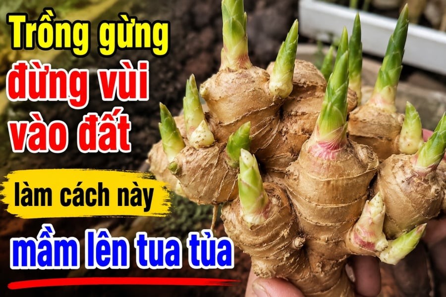 Trồng gừng đừng vùi vào đất, làm cách này mầm lên tua tủa