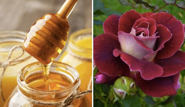 Khi kết hợp với bột cánh hoa hồng, hỗn hợp này có thể hỗ trợ cải thiện tình trạng da khô ráp, giúp làn da trở nên mềm mại hơn.