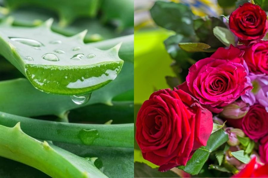 Khi kết hợp với bột cánh hoa hồng, hỗn hợp này trở thành lựa chọn phù hợp cho làn da cần được làm mềm và bổ sung độ ẩm.