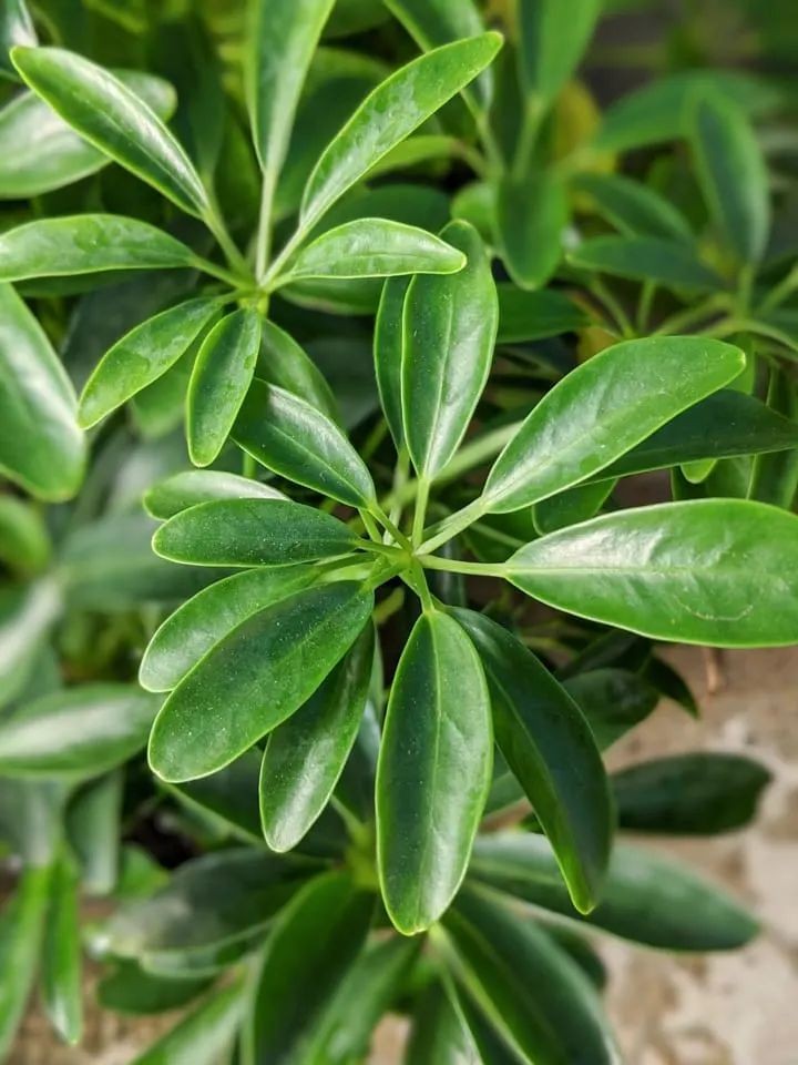 Ngũ gia bì tốt cho tuổi dần