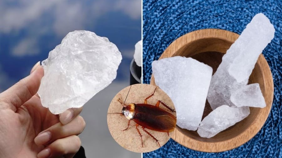 Bạn có thể sử dụng phèn chua để đuổi gián, ngăn chúng xâm nhập vào nhà.