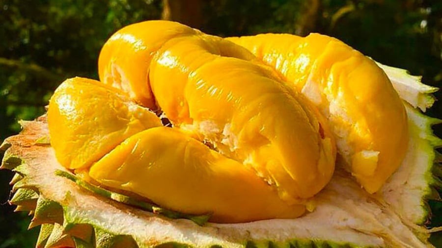 Sầu riêng là loại quả rất giàu chất béo và calo