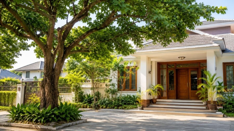 Cây lớn trước nhà có thể làm che khuất mặt tiền