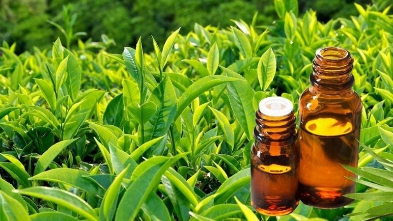 Chiết xuất trà xanh là một trong những thành phần phổ biến trong các sản phẩm hỗ trợ kiểm soát cân nặng. 