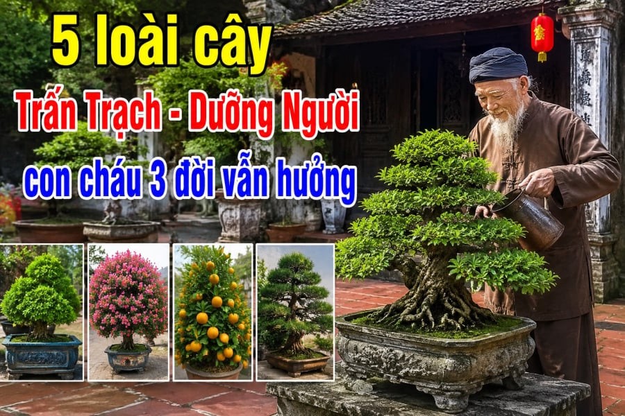 5 loài cây Trấn Trạch - Dưỡng Người, con cháu 3 đời vẫn hưởng