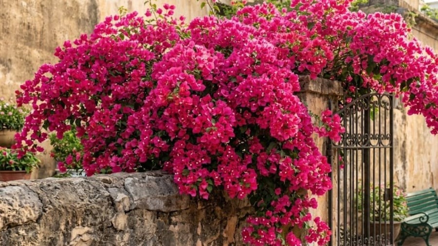 Dùng nước đậu nành lên men để tưới cho cây hoa giấy, hoa sẽ nở nhiều hơn.