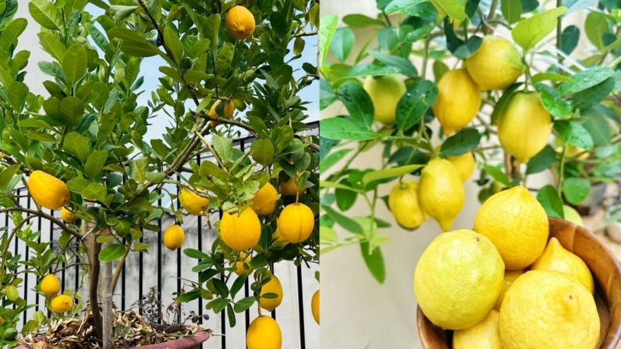Bạn nên trồng cây chanh vàng từ cây chiết từ cành của cây mẹ có các đặc tính tốt như khỏe mạnh, sai quả.