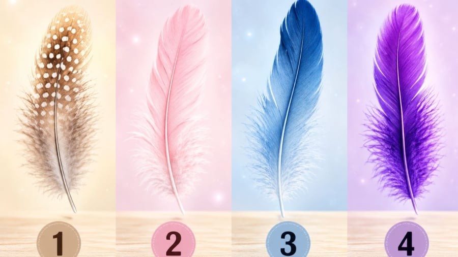 Bạn chọn chiếc lông vũ nào?