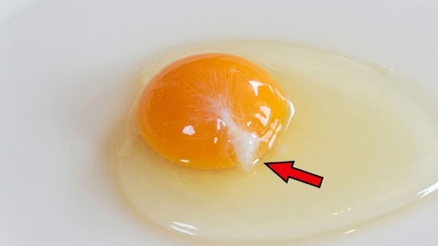 Vệt trắng đục trong quả trứng được gọi là dây chằng (chalazae)