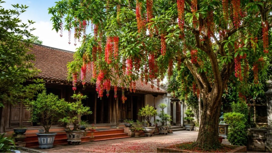 Trồng lộc vừng giúp mang lại cảnh đẹp mà còn nhiều ý nghĩa