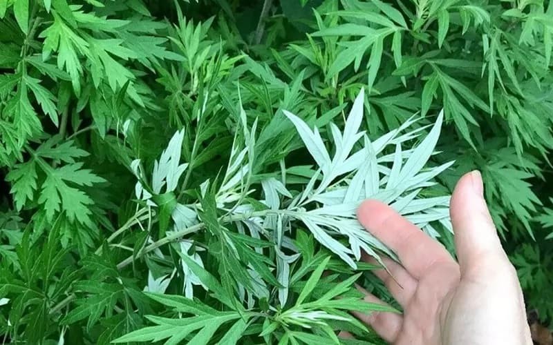 Dễ trồng, phù hợp với nhiều điều kiện

