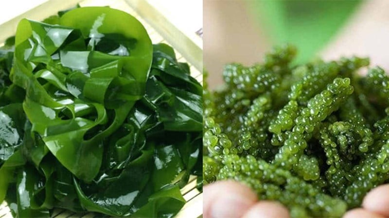 6-tac-dung-cua-rong-bien-doi-voi-suc-khoe-va-cac-mon-an-ngon-tipsnote-800x450-3