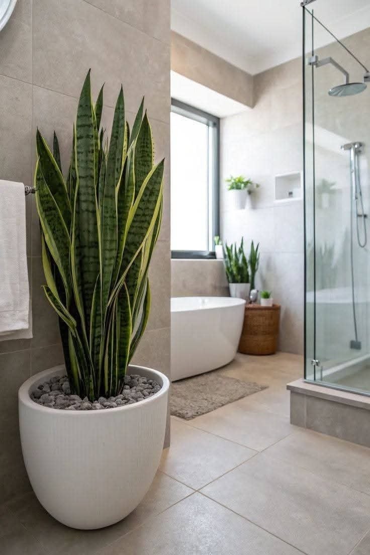 Một số loại cây giúp khử mùi