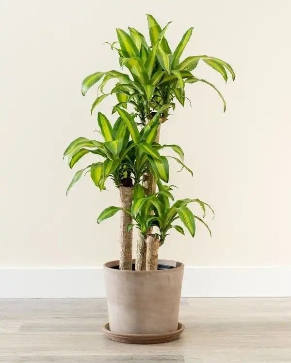 Lưu ý vị trí trồng cây thiết mộc lan