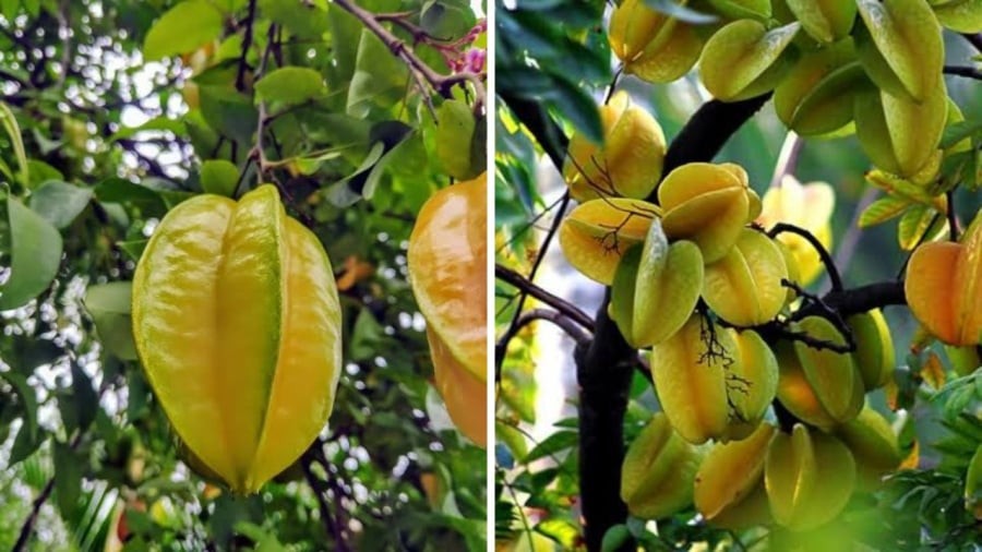 Tùy vào sở thích gia chủ có thể trồng loại nào cũng được