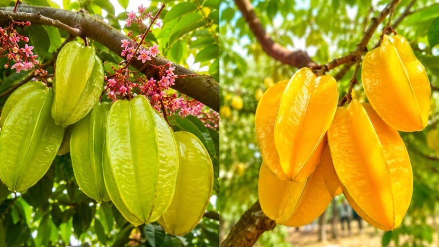 Bạn thích ăn khế ngọt hay dùng khế chua làm gia vị nấu ăn?