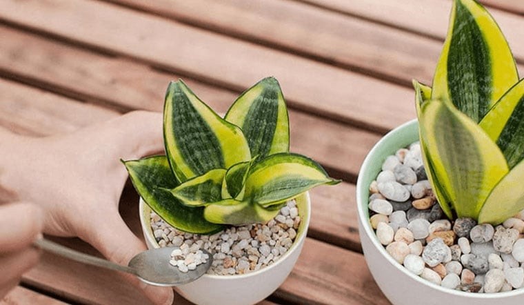 Đặt gần cửa chính hoặc lối ra vào – Giữ tiền, hút may mắn

