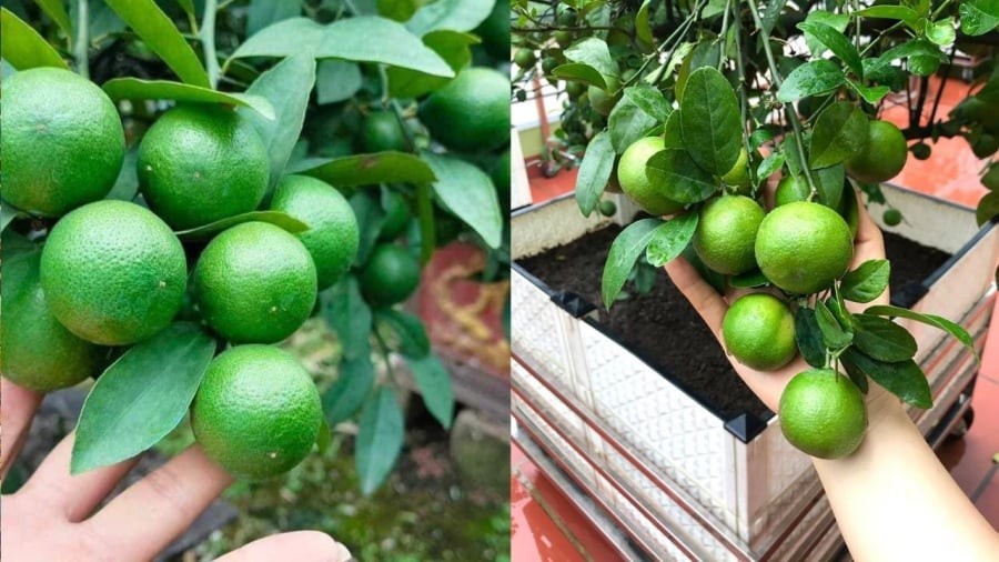 Nếu biết cách trồng, cây chanh có thể ra quả quanh năm.