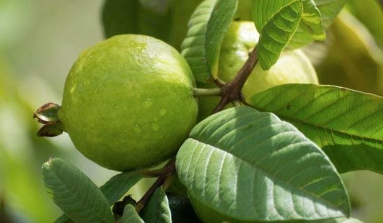 Một cách sử dụng khác khá phổ biến là nấu nước lá ổi để rửa mặt.

