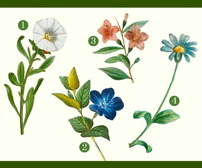Chọn bông hoa bạn thích nhất. Ảnh minh họa.