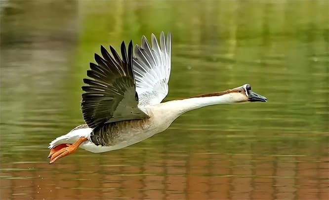 Ngỗng có bản tính rất hung dữ và lãnh thổ cao

