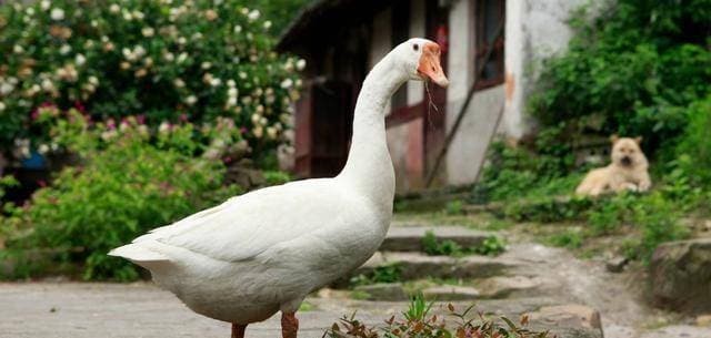 Khả năng phối hợp theo đàn tạo sức mạnh

