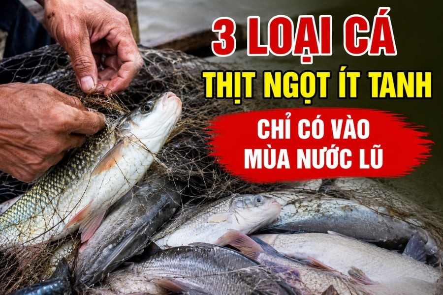 3 loại cá thịt ngọt ít tanh, chỉ có vào mùa nước lũ