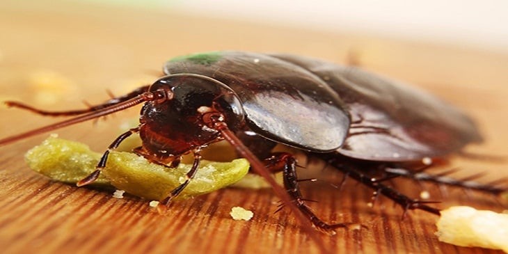 Đuổi gian hiệu quả