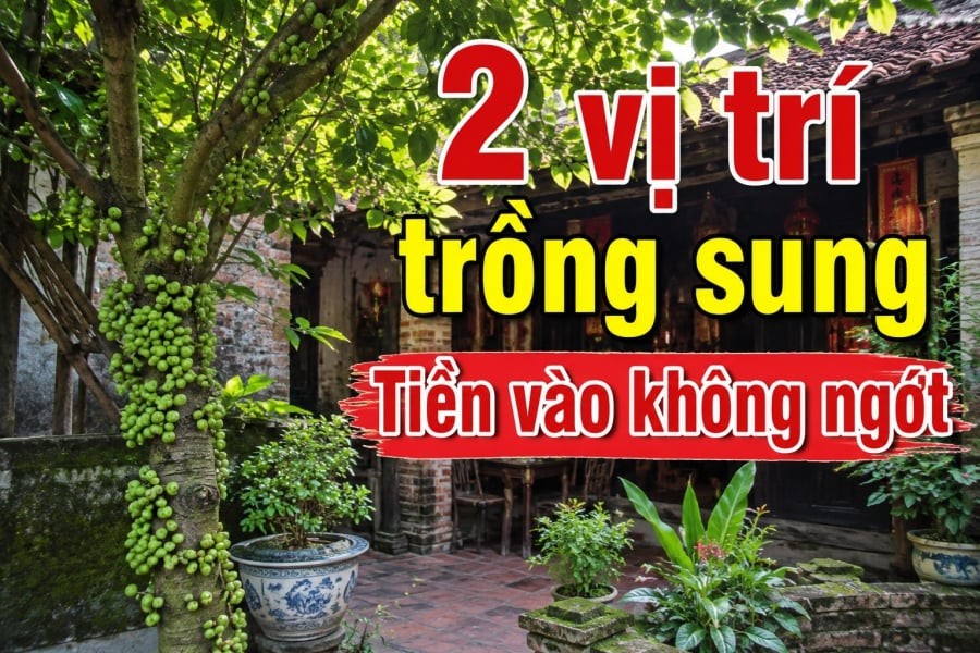 2 vị trí trồng sung Tiền vào không ngớt
