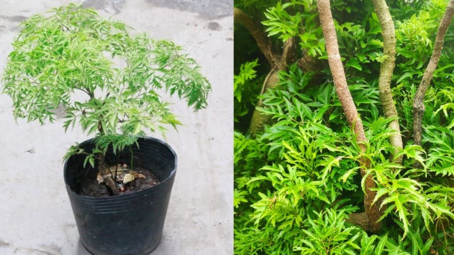Gia chủ có thể trồng cây đinh lăng ở bên trái cổng chính, theo hướng nhìn từ trong nhà nhìn ra cổng. 
