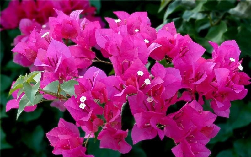 Gai của cây khá cứng và sắc, có thể gây nguy hiểm khi va quệt nhất là nhà có trẻ nhỏ thì càng nguy hiểm. 