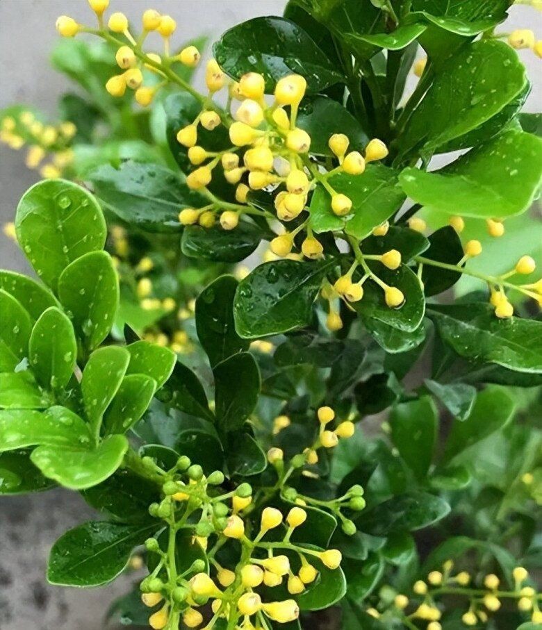 Cây ngâu không chỉ làm cảnh