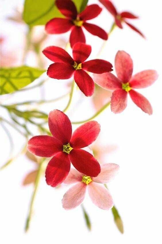 Cẩn thận sâu róm kiến