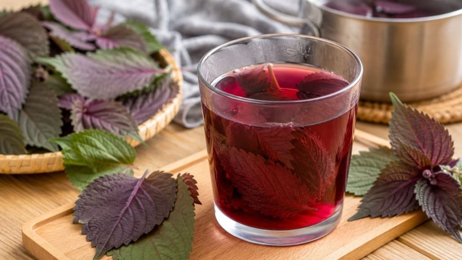 Nhiều người thích uống nước tía tô nhưng không phải ai cũng nấu đúng cách