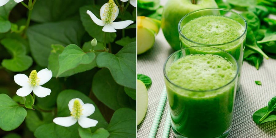 Một trong những ưu điểm nổi bật nhất của chiết xuất rau diếp cá là khả năng làm dịu da. 