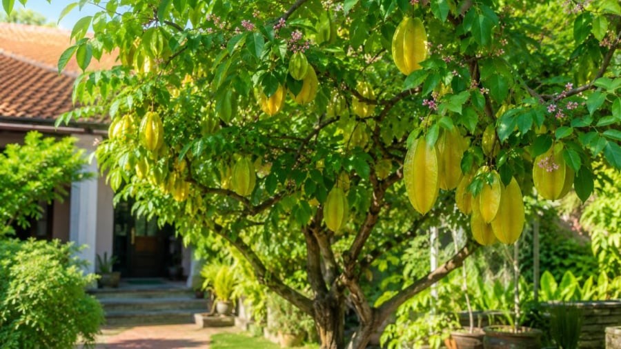 Cây khế được nhiều người yêu thích