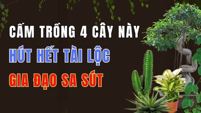 cay pha tai