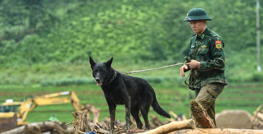 Chó nghiệp vụ Zavo cùng người huấn luyện tại hiện trường tìm kiếm các nạn nhân mất tích ở xã Mường Than, Lai Châu.