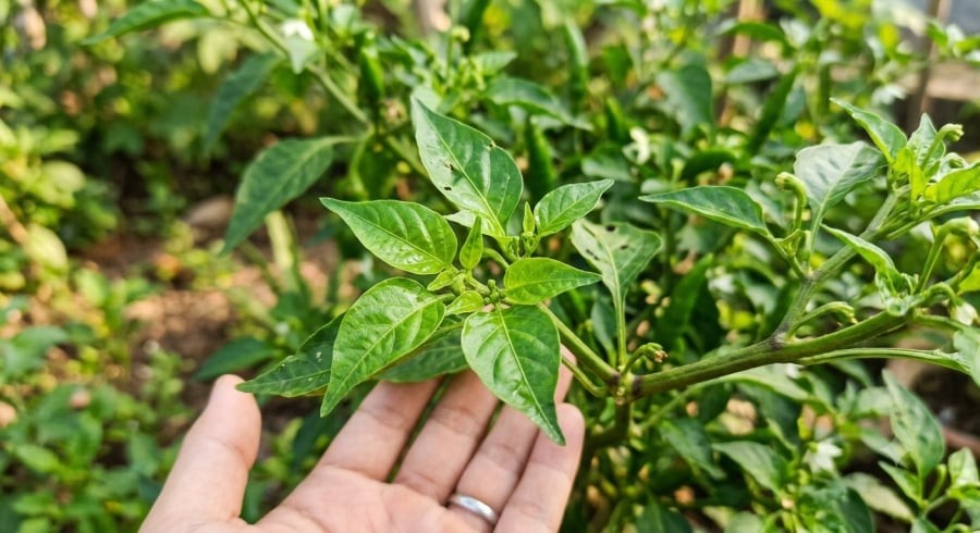 Lá ớt non có vị thơm nhẹ, ít cay và được nhiều địa phương sử dụng như một loại rau trong bữa ăn.