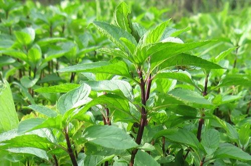 Cắm cành húng quế trong phòng

