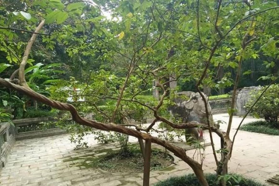 Cây ổi hơn 90 năm tuổi trong Khu di tích quốc gia đặc biệt Lam Kinh (Thanh Hóa) nổi tiếng với hiện tượng lá rung khi được gãi nhẹ vào thân.