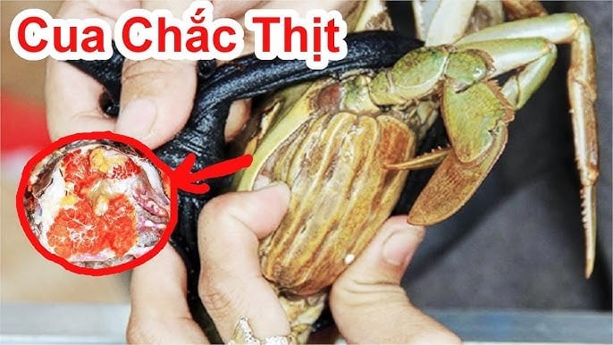 Nếu thích nhiều thịt, hãy ưu tiên cua đực

