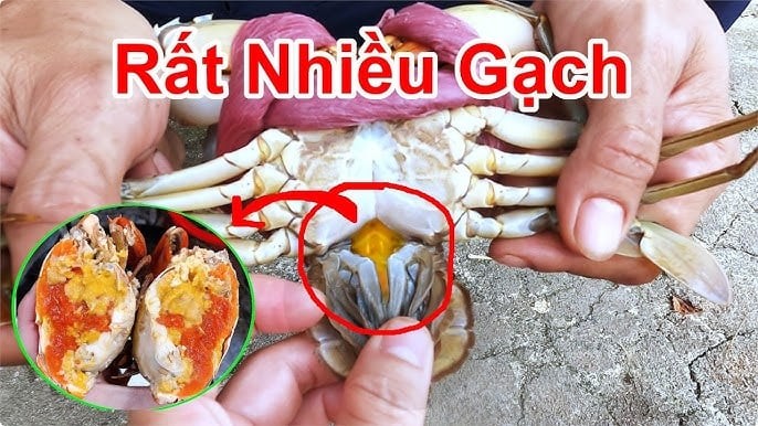 Nếu thích gạch béo, cua cái sẽ hấp dẫn hơn

