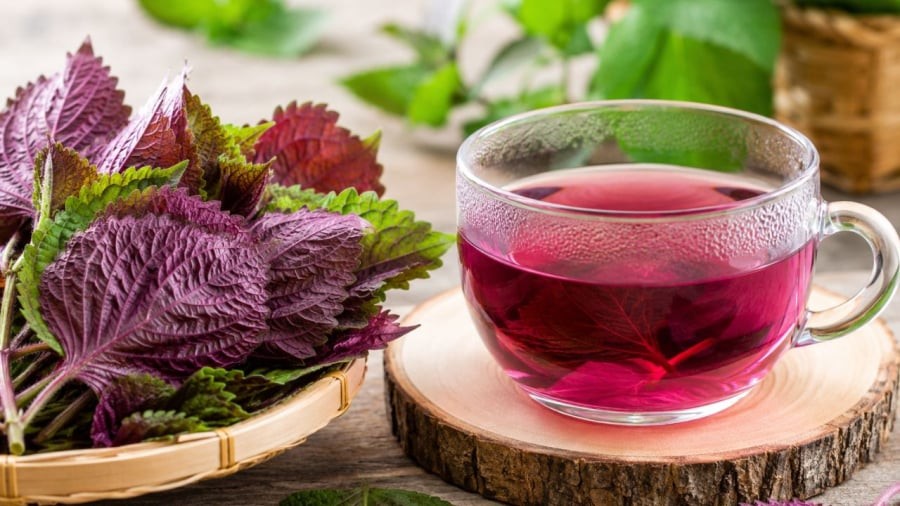 Không phải ai cũng nên uống nước tía tô