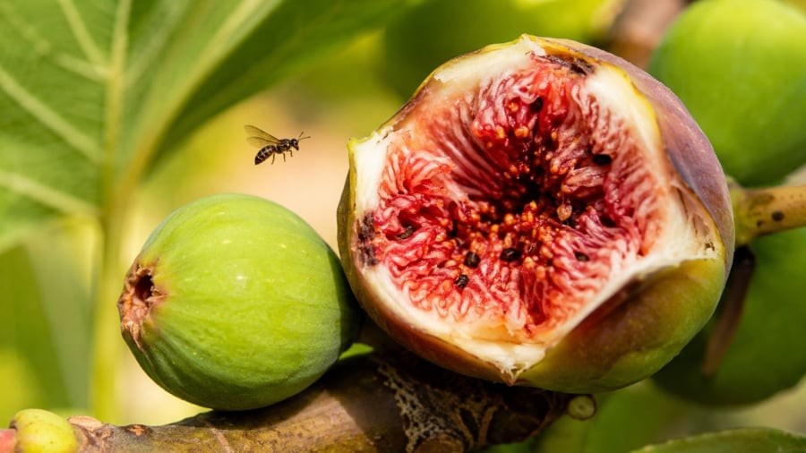 NHiều người bất ngờ về loại côn trùng trong quả sung