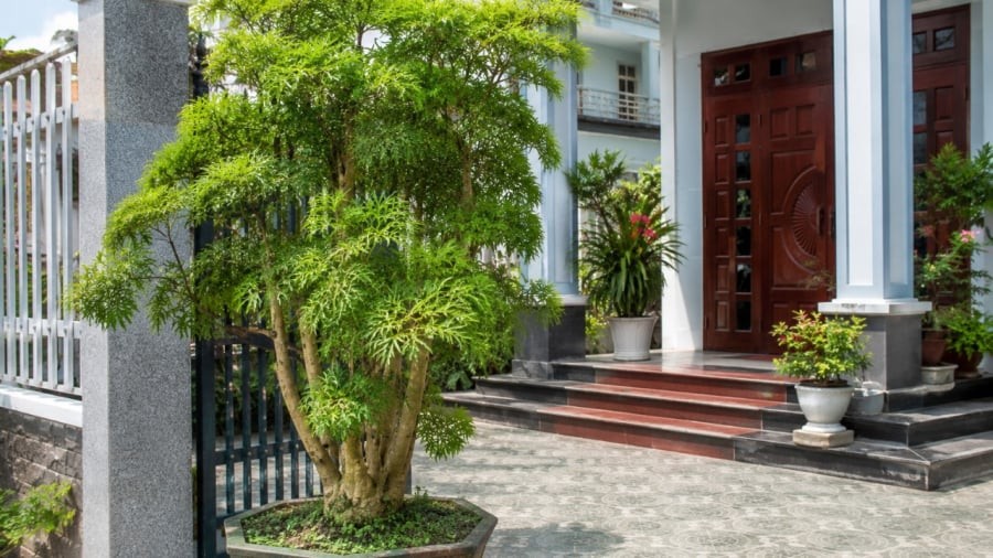 Trồng trước nhà – thu hút tài lộc, tạo sinh khí


